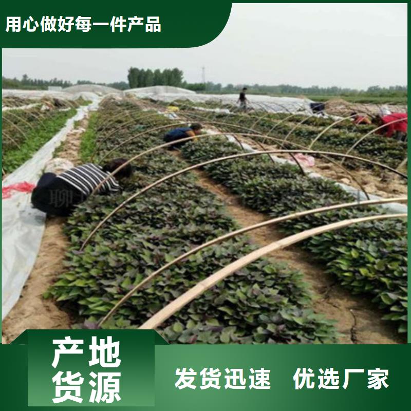 紫薯苗_按需定制