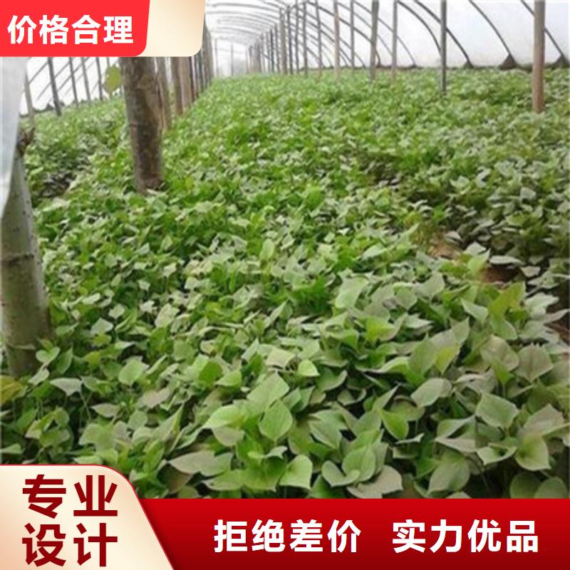 常年供应紫薯苗-热销
