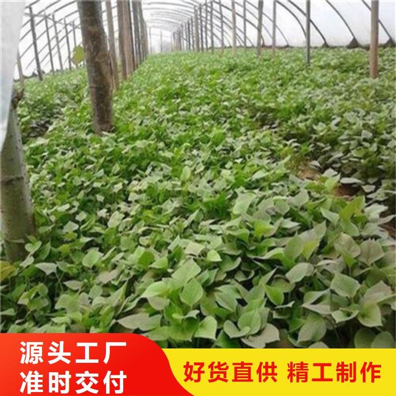 紫薯苗好货