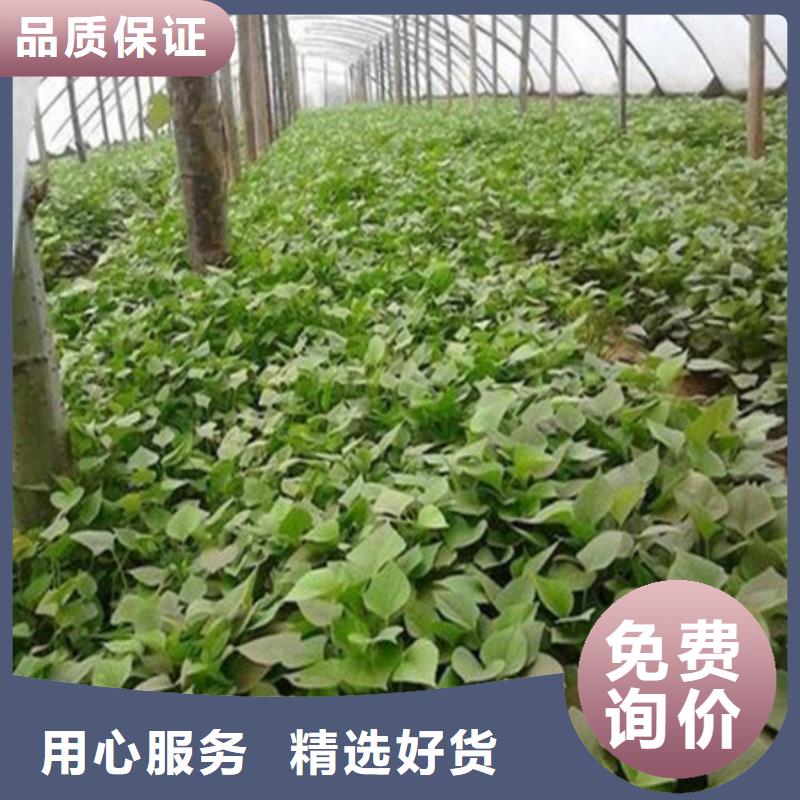 紫薯苗大品牌