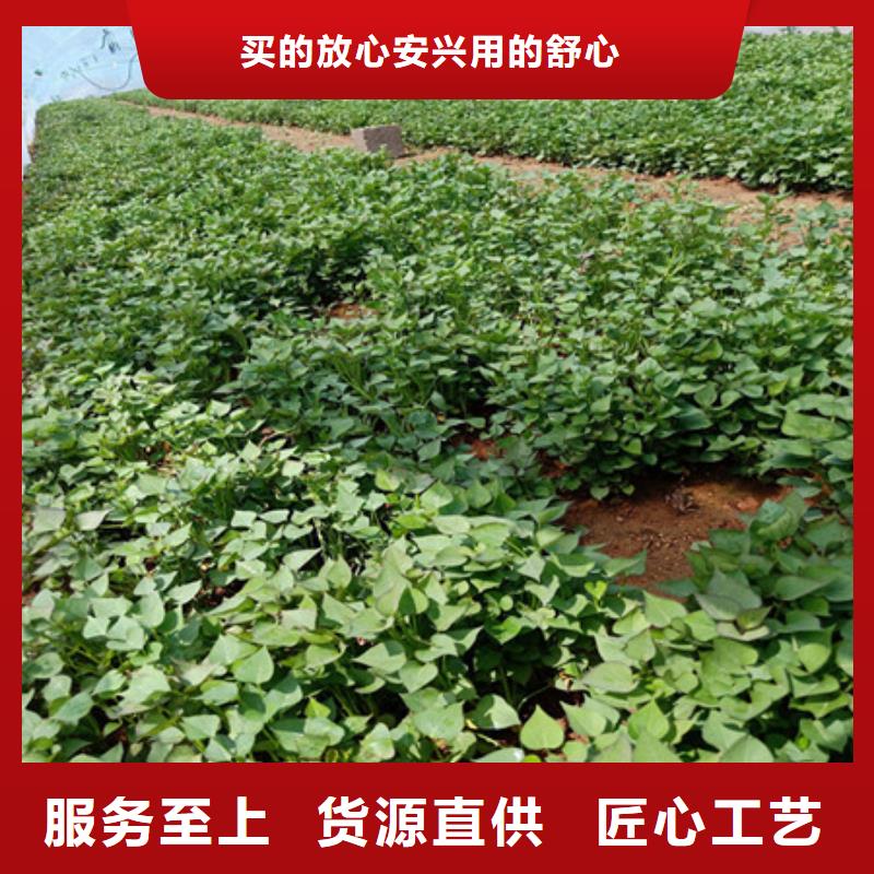 紫薯苗经验丰富