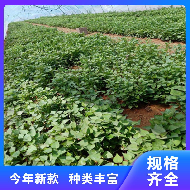 价格低的紫薯苗生产厂家