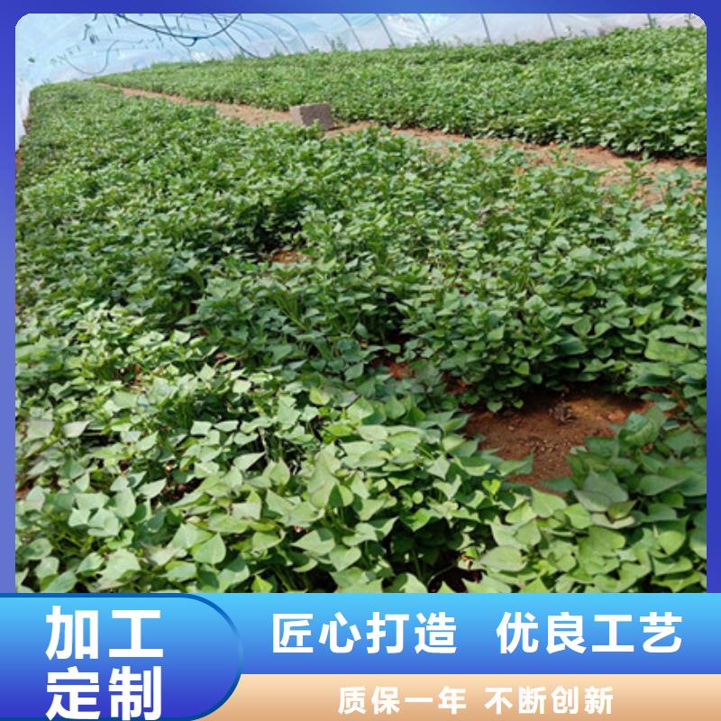 紫薯苗价格免费咨询