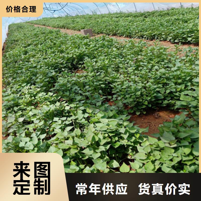 紫薯苗放心选择
