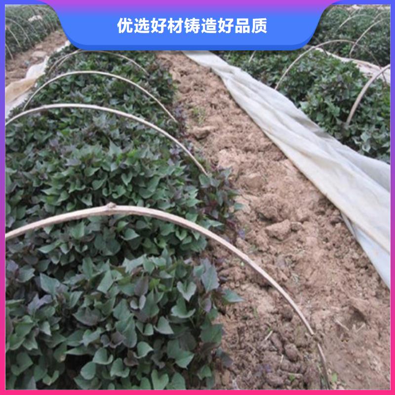 紫薯苗、紫薯苗厂家直销-本地企业