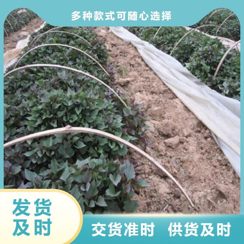 生产紫薯苗的实体厂家