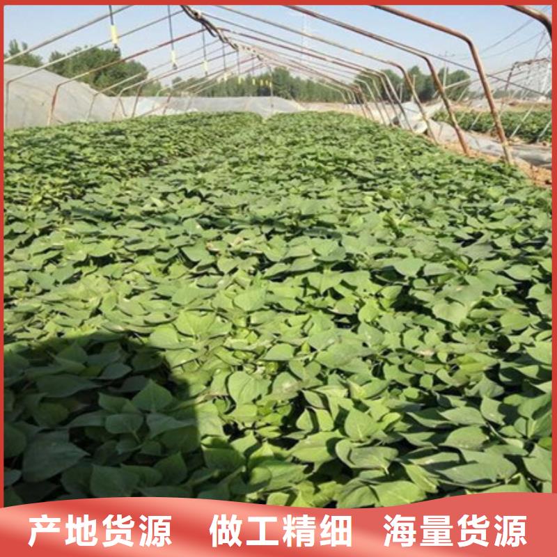 紫薯苗企业-信誉保障