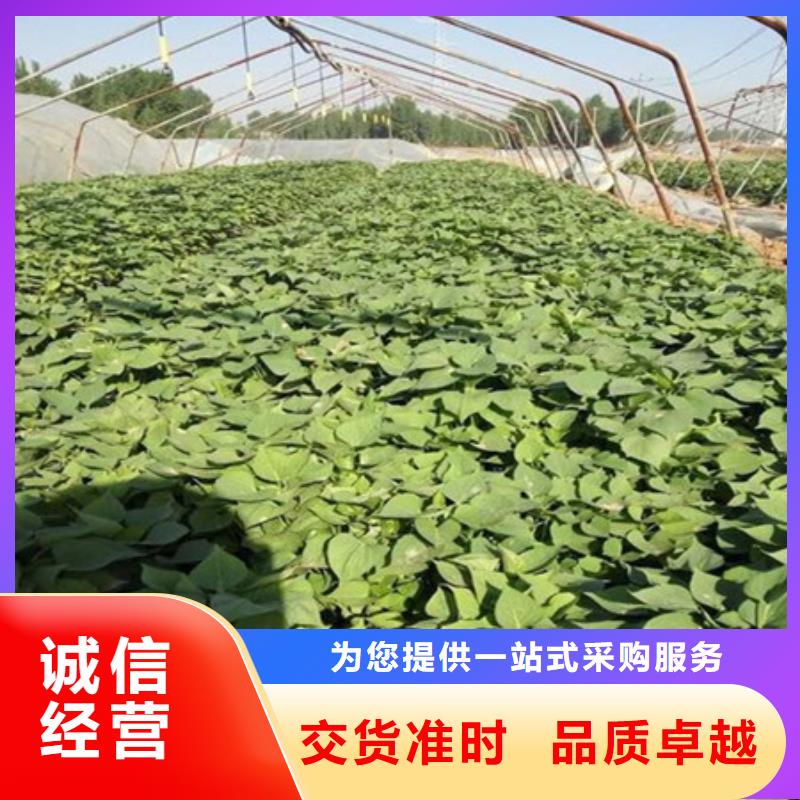 紫薯苗放心选择