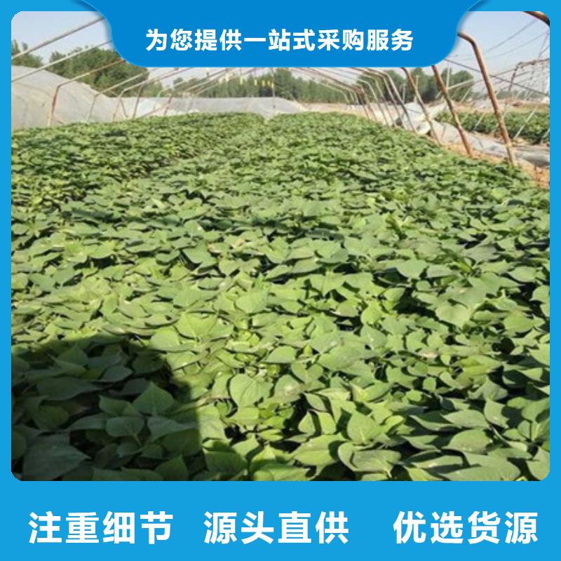 实力雄厚的紫薯苗供应商