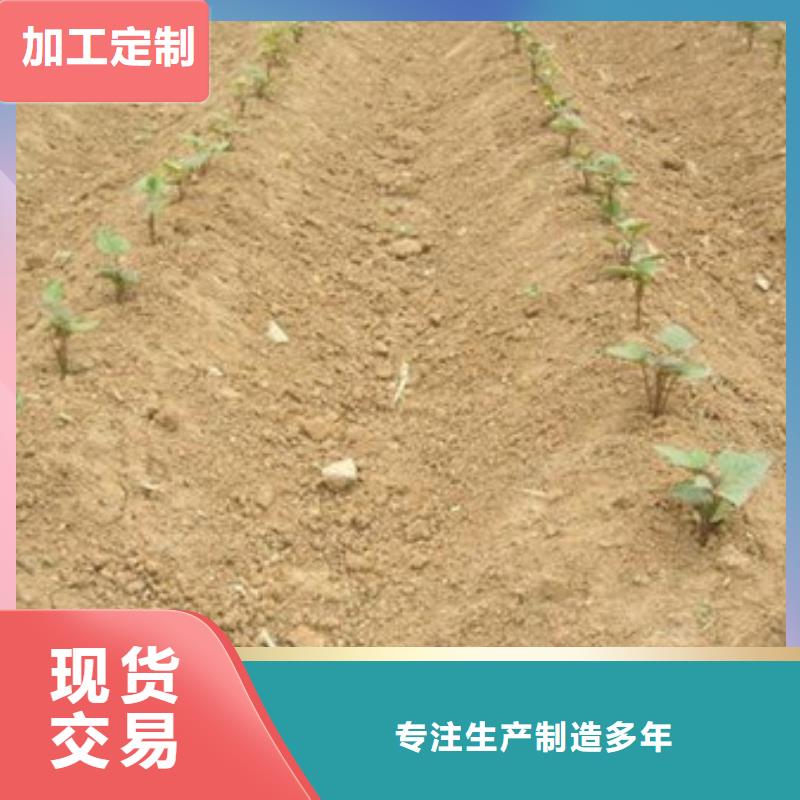 紫薯苗价格免费咨询