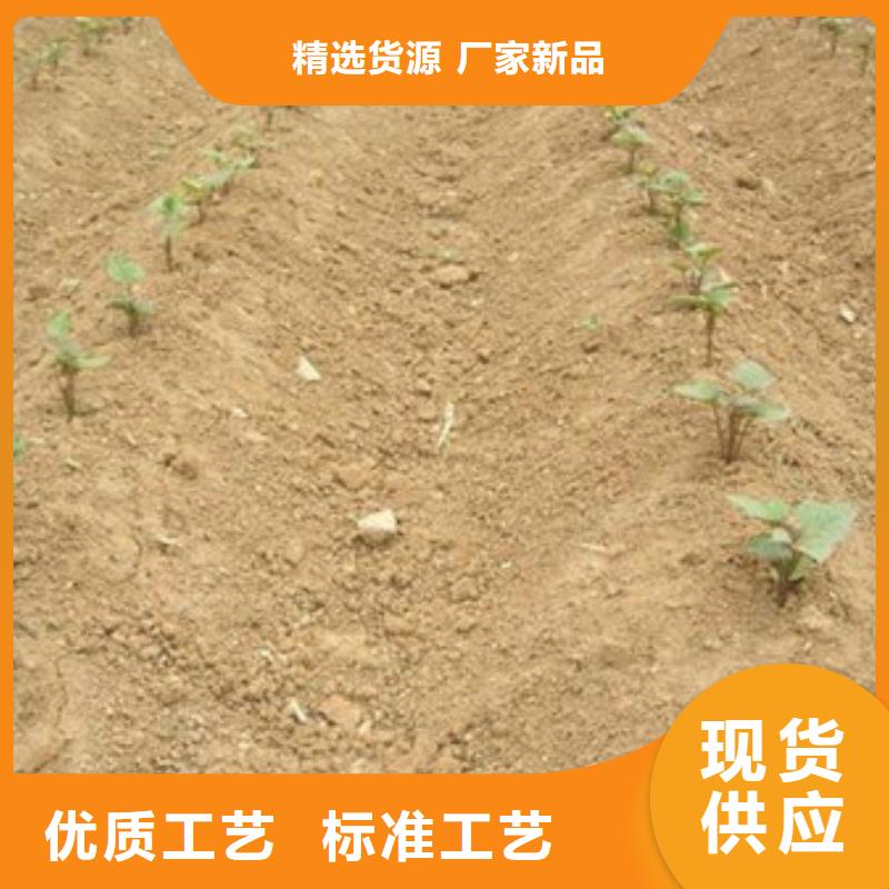 紫薯苗定做