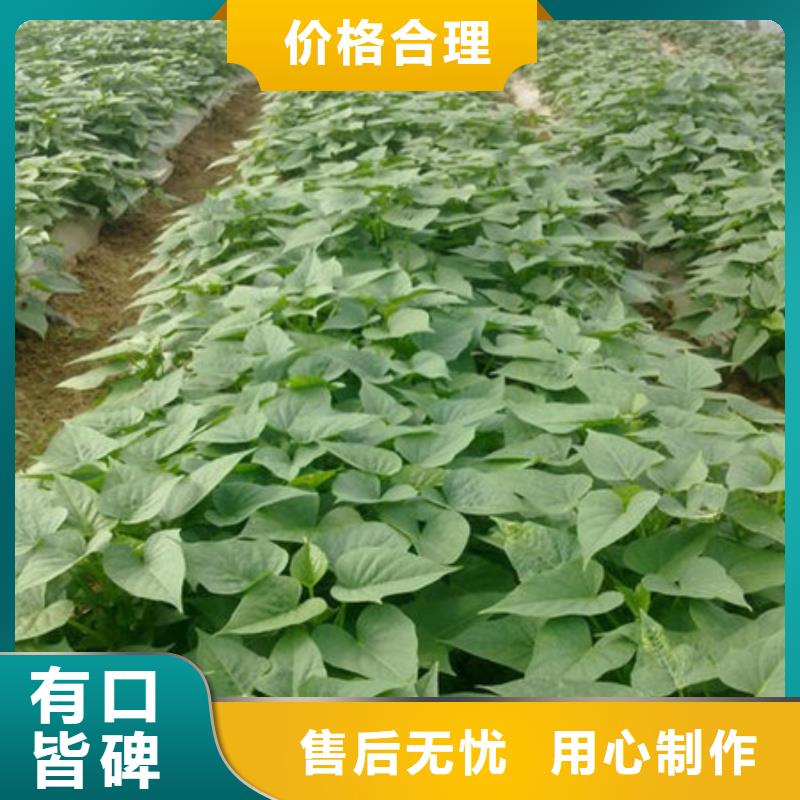 紫薯苗批量采购