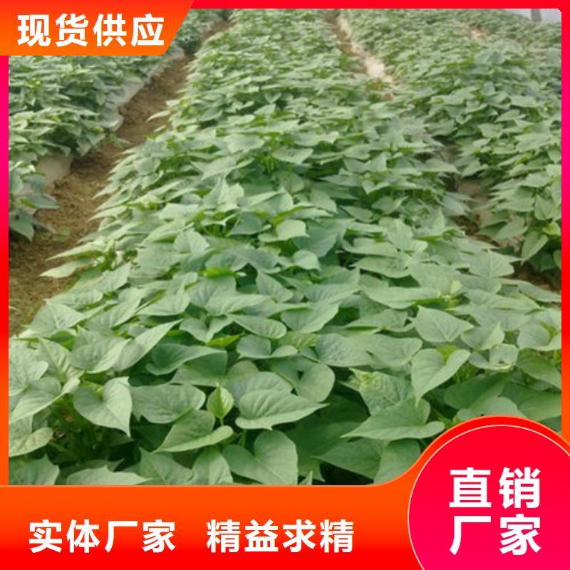 紫薯苗、紫薯苗厂家直销-本地企业