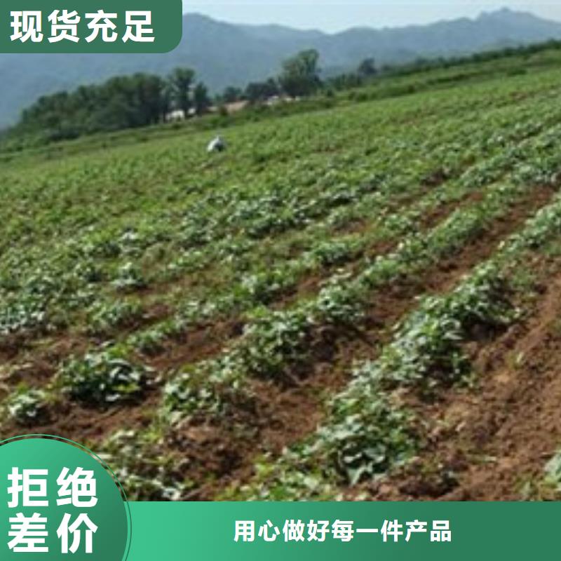 紫薯苗定做