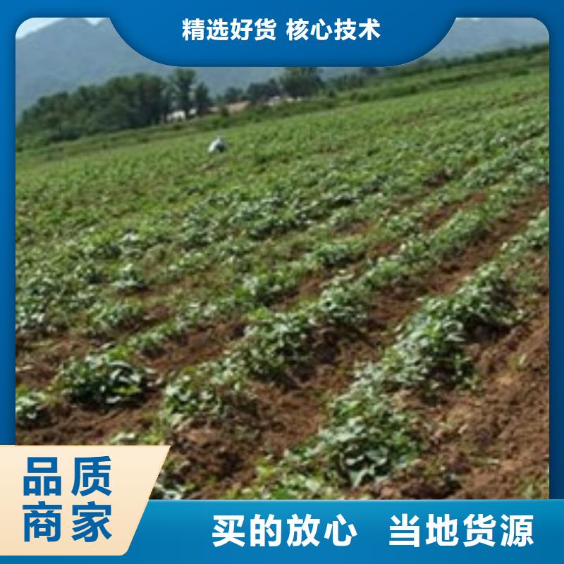 紫薯苗大厂家售后无忧