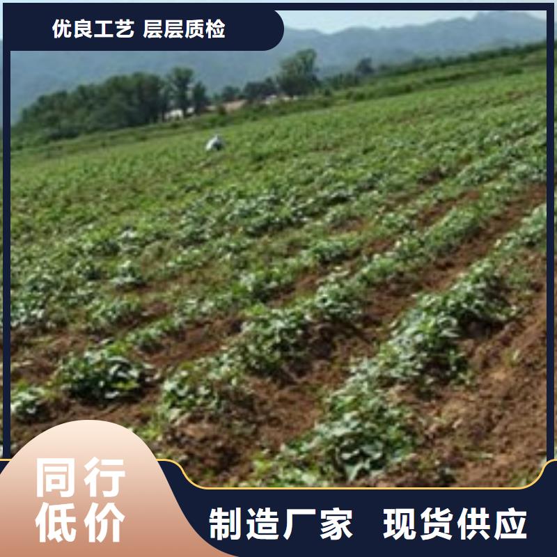紫薯苗价格行情