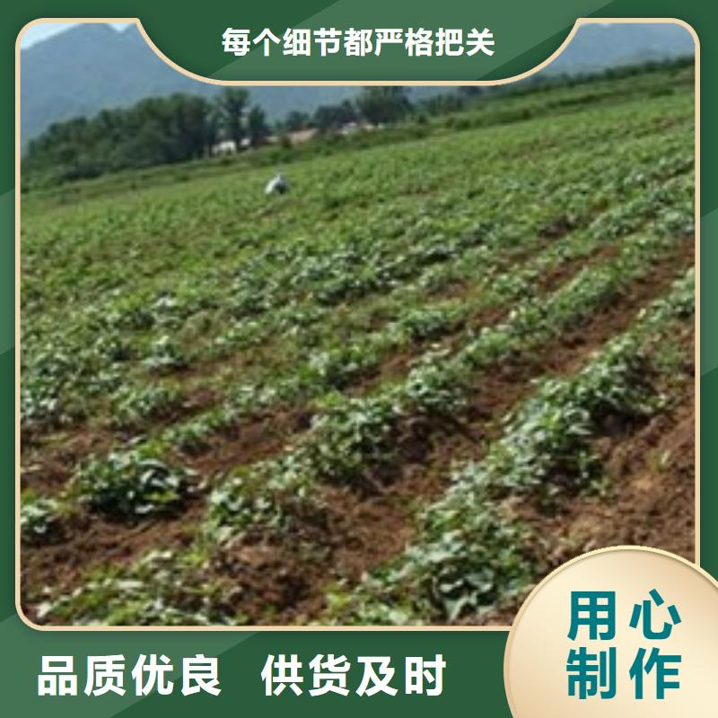 紫薯苗量大优惠