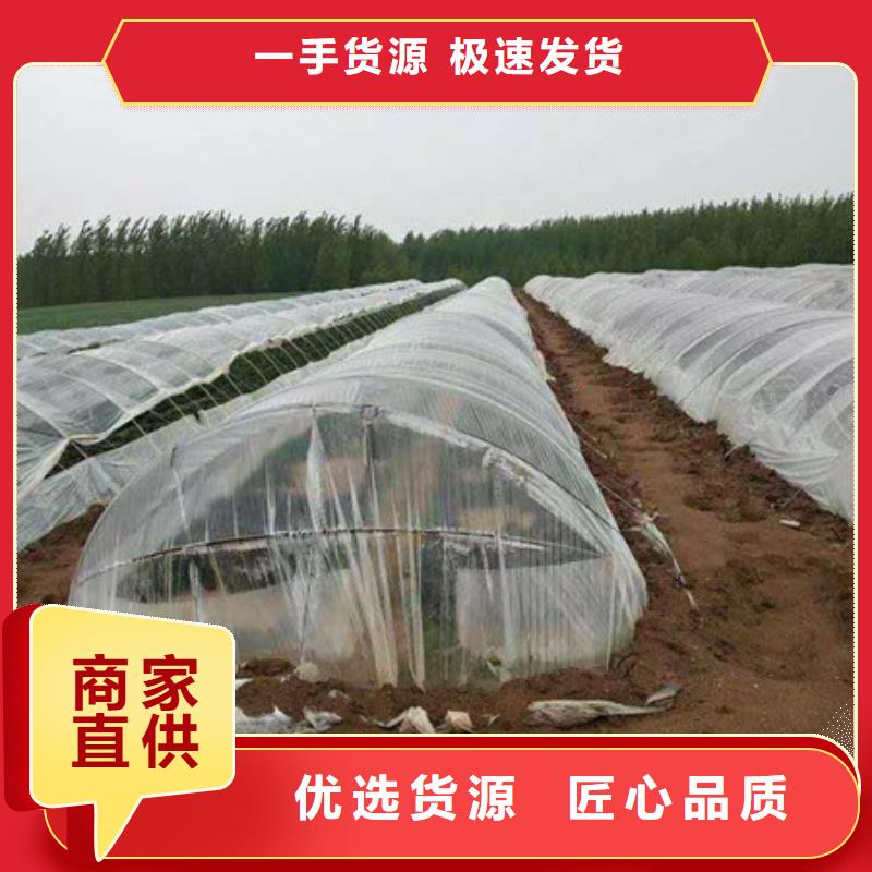 紫薯苗品种多价格低