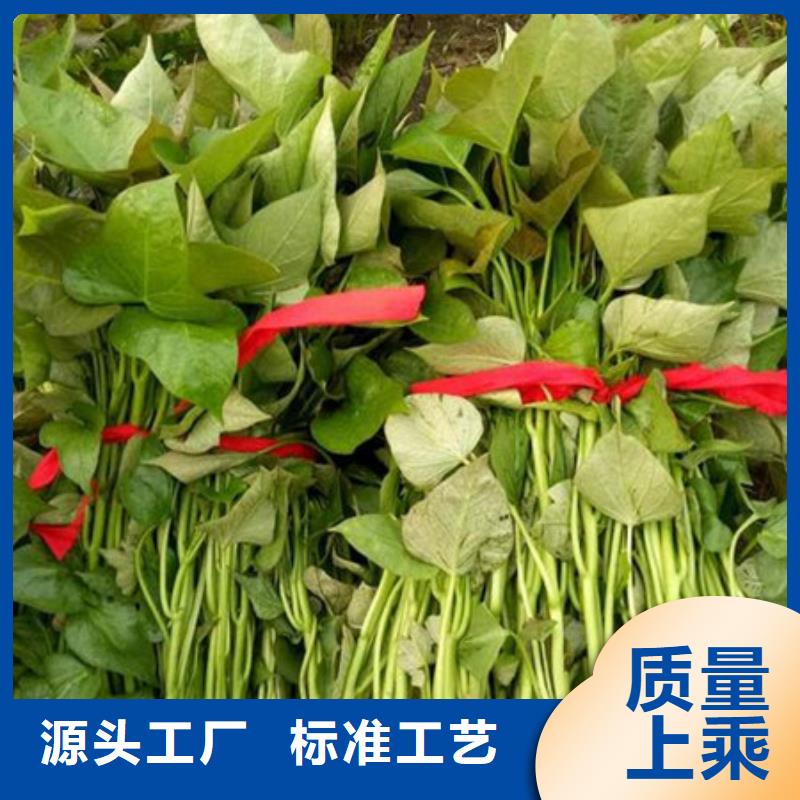 紫薯苗大厂家售后无忧