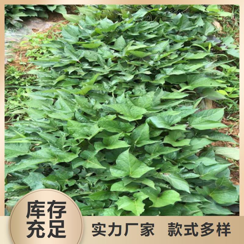 供应紫薯苗品牌厂家