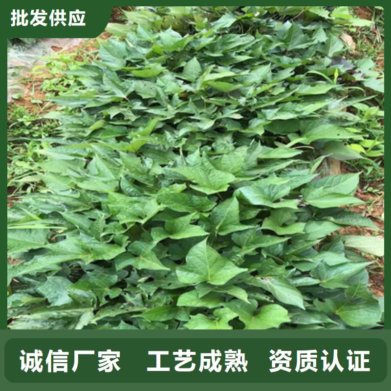 价格低的紫薯苗生产厂家