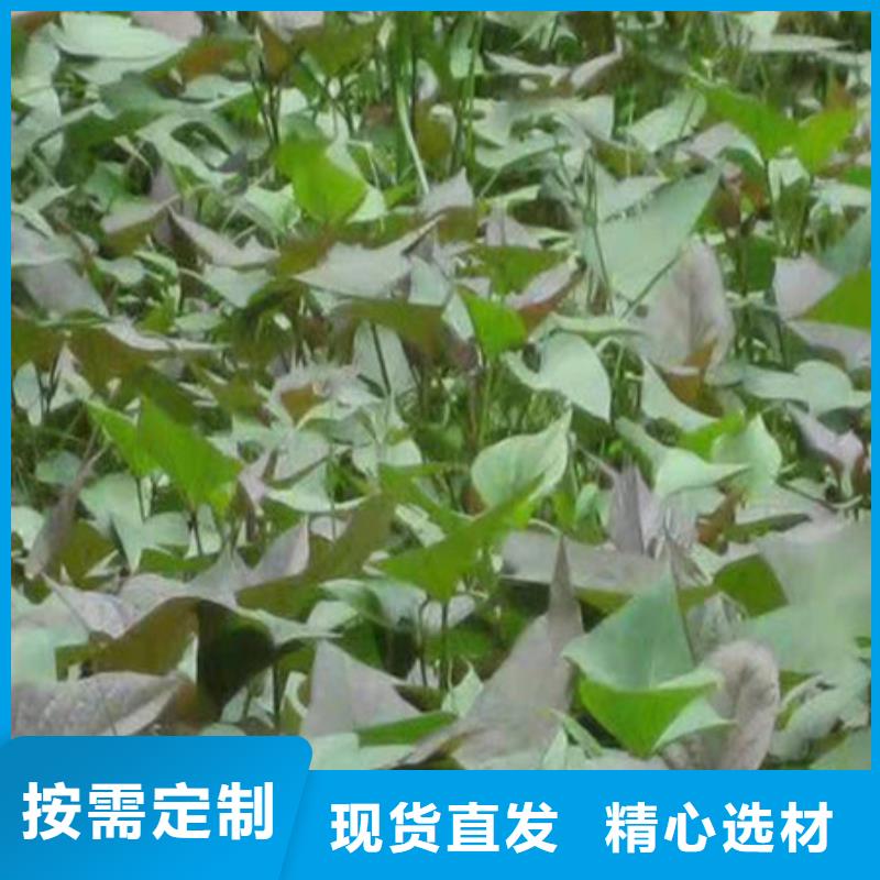 紫薯苗质保一年