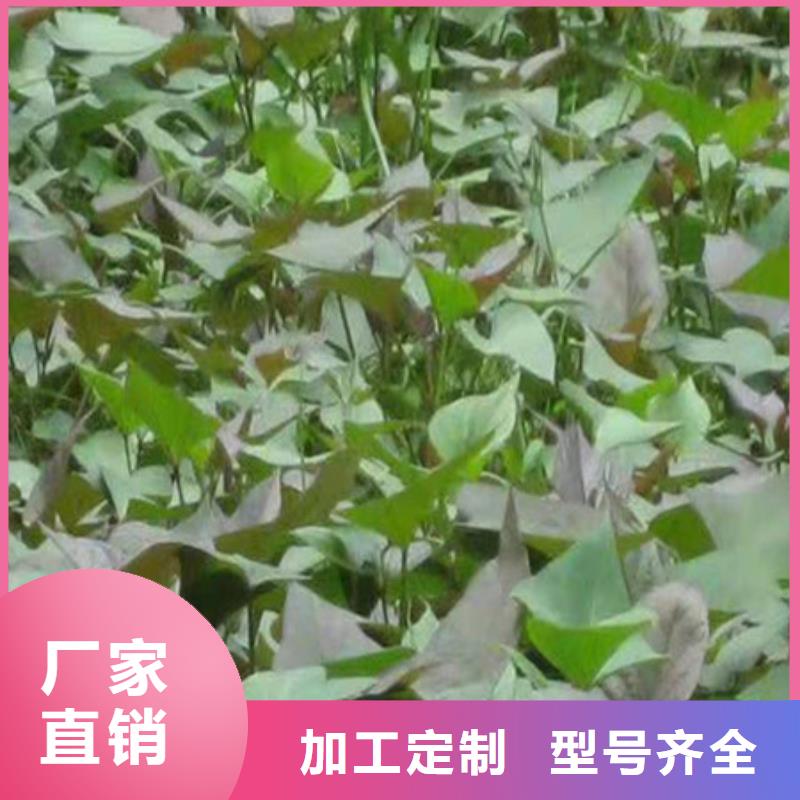 供应紫薯苗品牌厂家