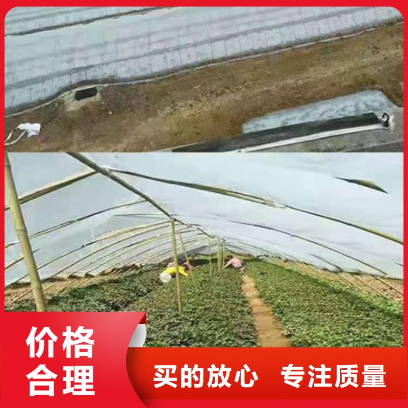 紫薯苗-紫薯苗基地
