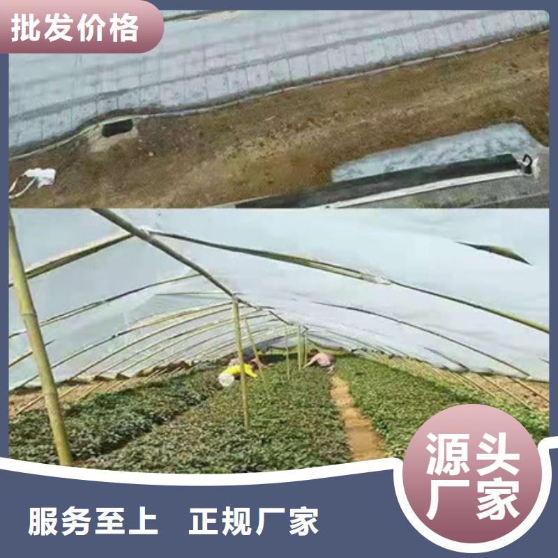 紫薯苗-实力商家