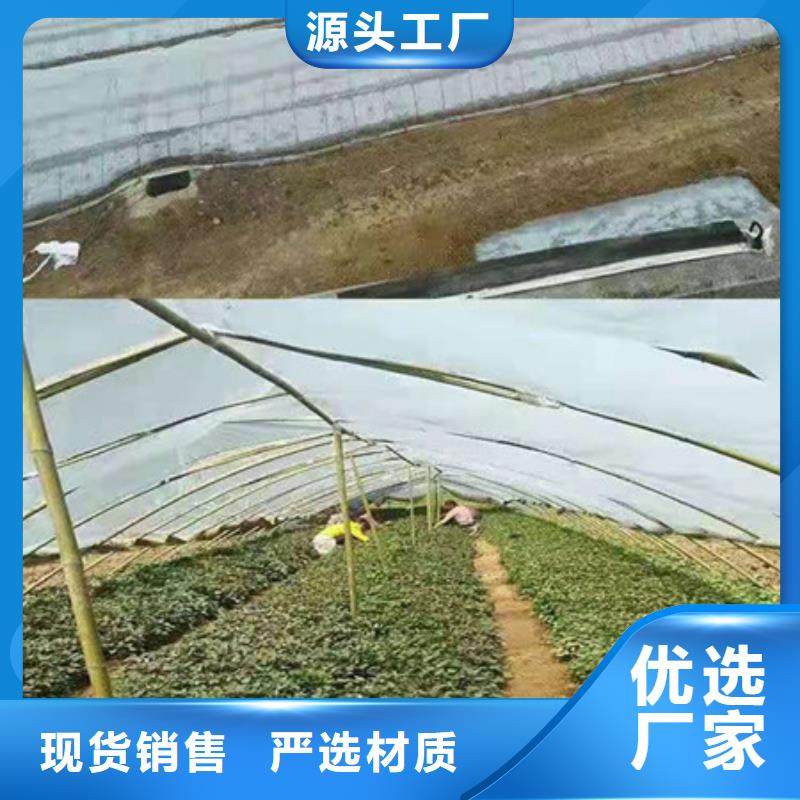 紫薯苗质量优质