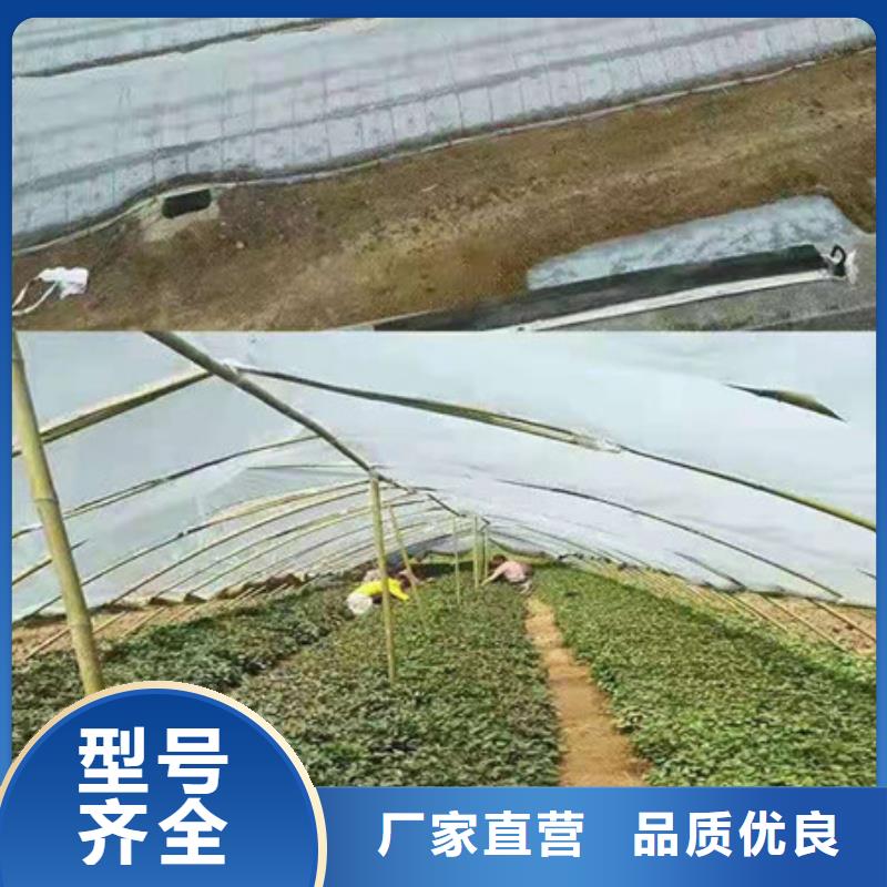 紫薯苗厂家-为您服务