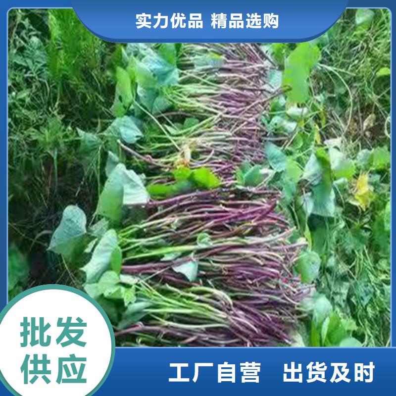 紫薯苗优质生产厂家