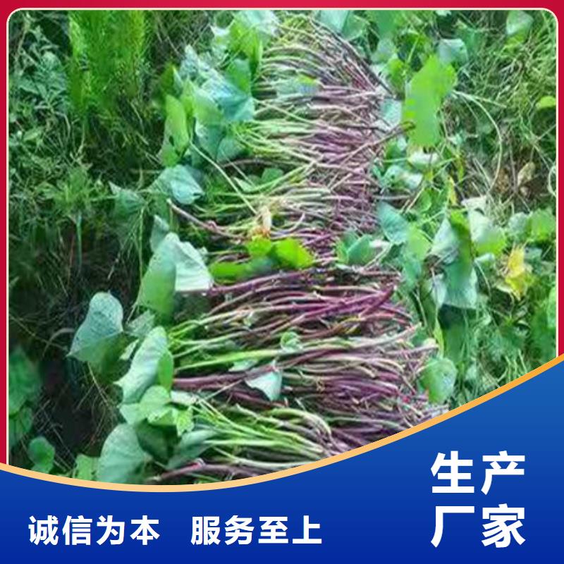 紫薯苗十余年厂家