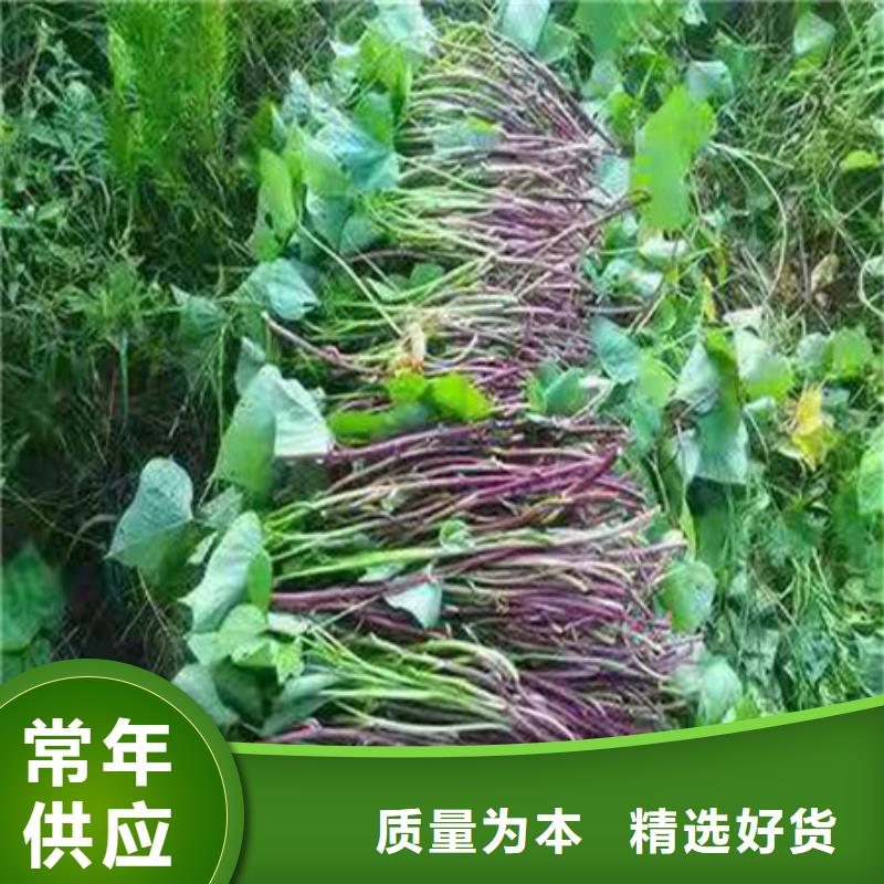 供应批发紫薯苗-保量