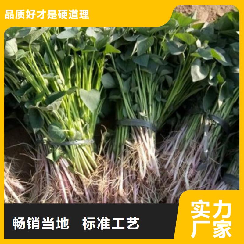 周边紫薯苗供应商