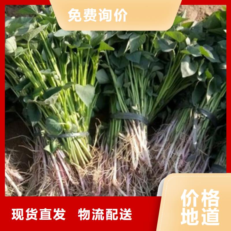 紫薯苗、紫薯苗厂家直销-本地企业