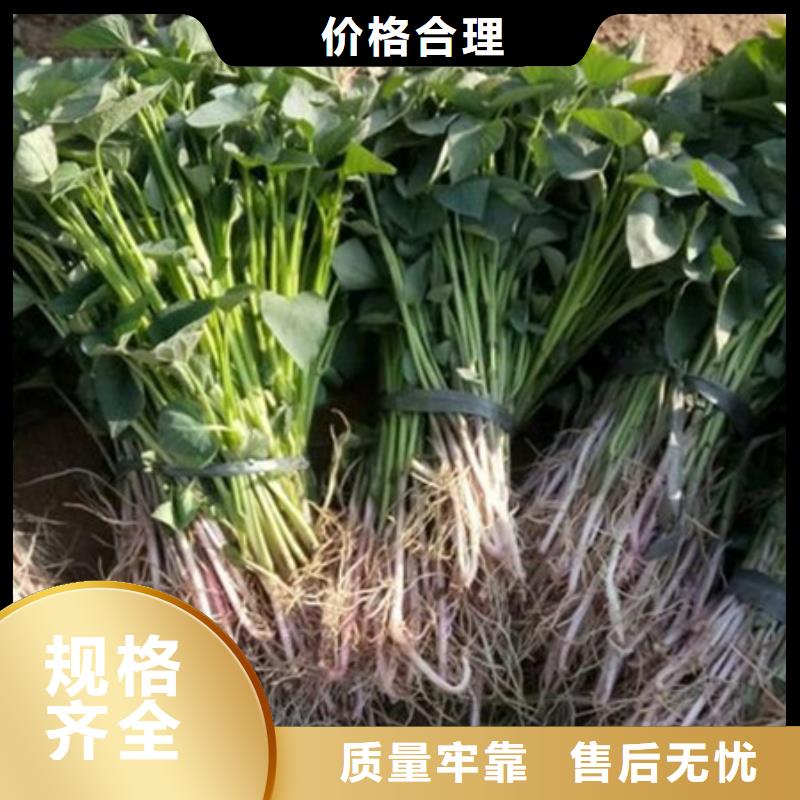 紫薯苗产品质量优良