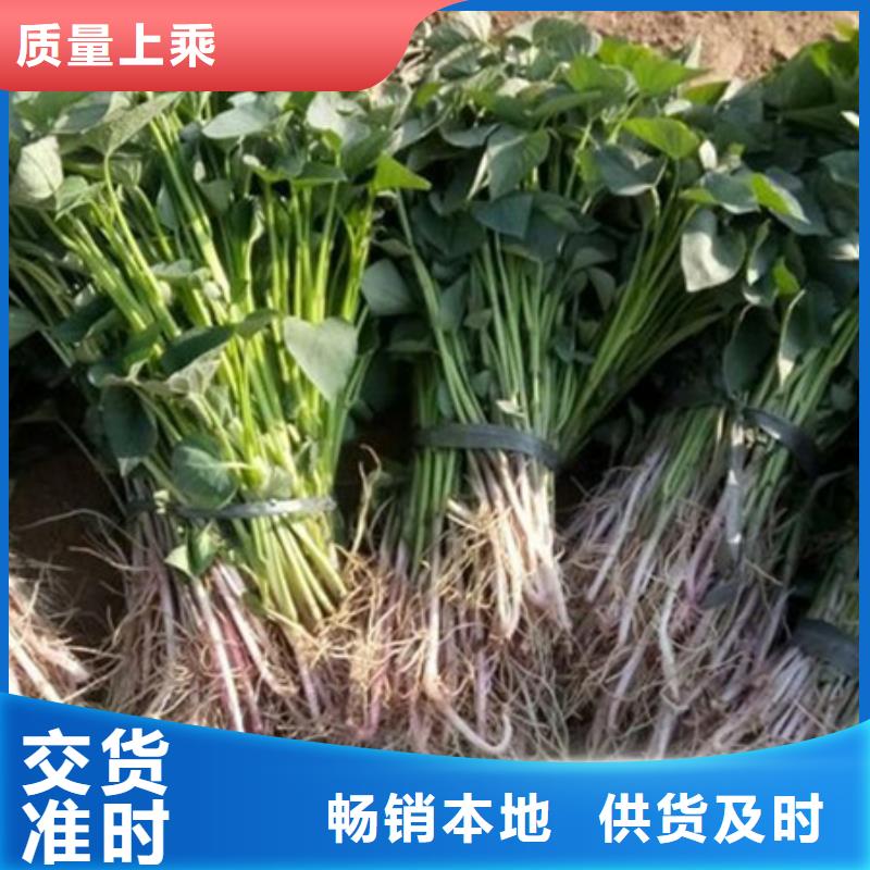 紫薯苗价格行情