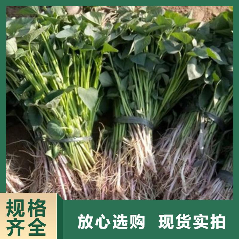 紫薯苗厂家批发价-让您满意