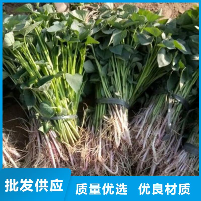 紫薯苗、紫薯苗厂家直销