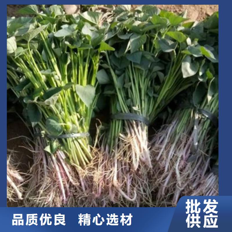 紫薯苗大品牌
