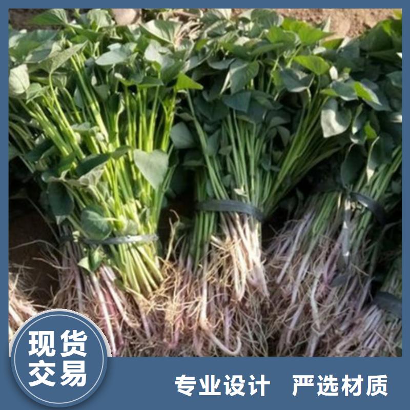 紫薯苗定做