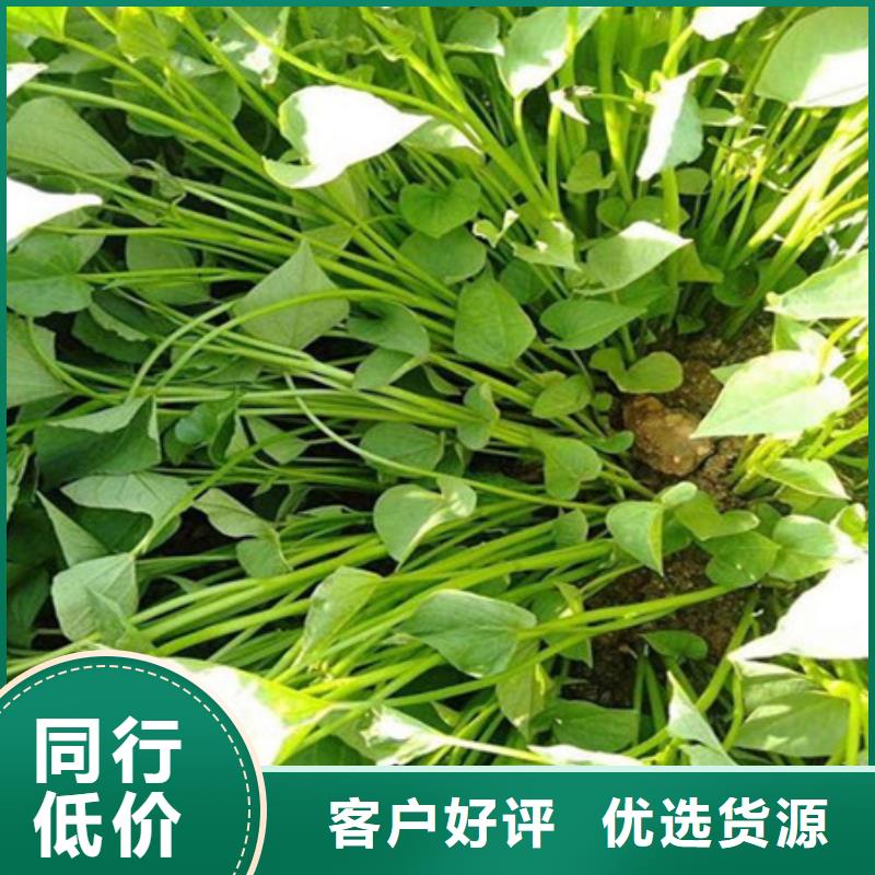紫薯苗工艺精良