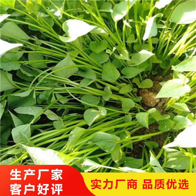 紫薯苗放心选择