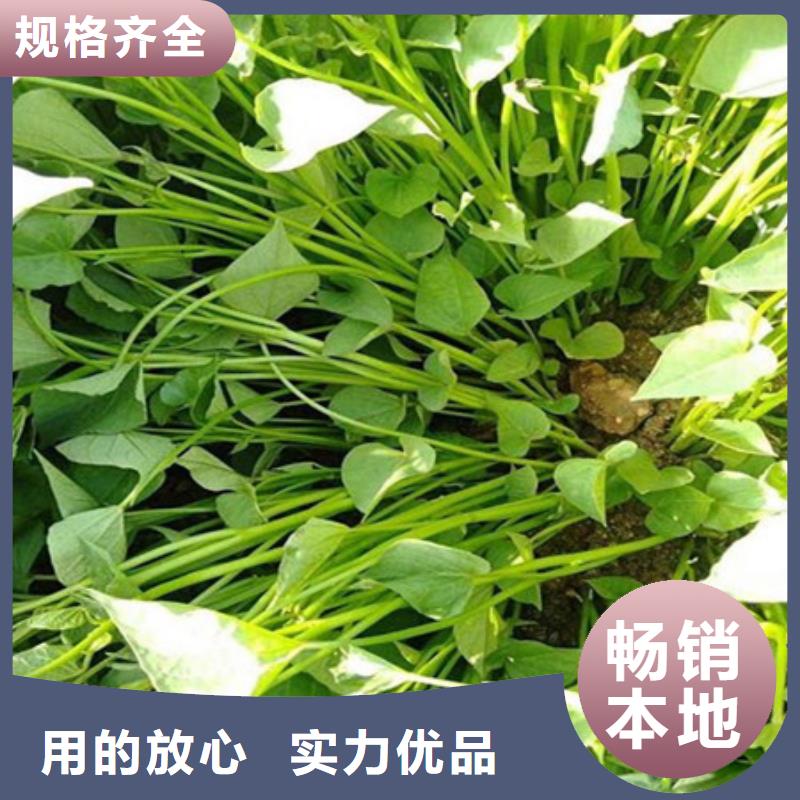 紫薯苗批量采购