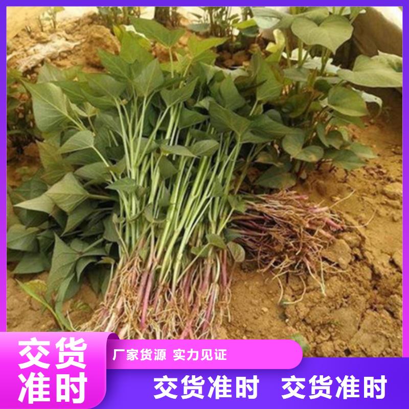 值得信赖的紫薯苗经销商