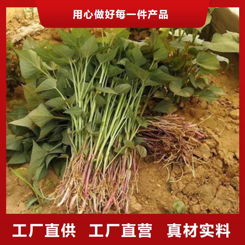 紫薯苗工艺精良