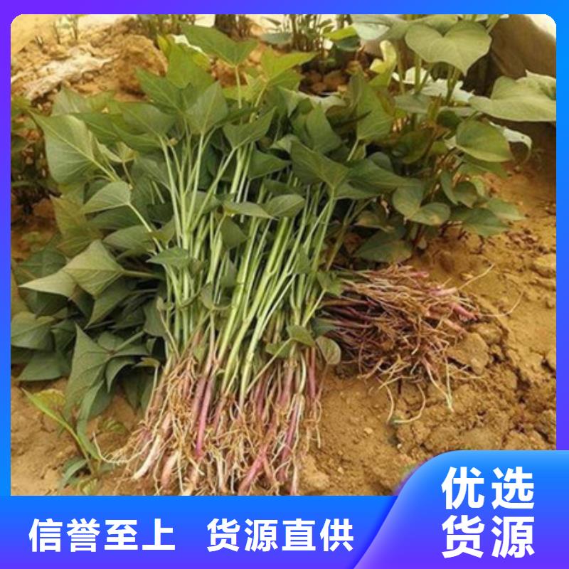 紫薯苗-紫薯苗生产厂家