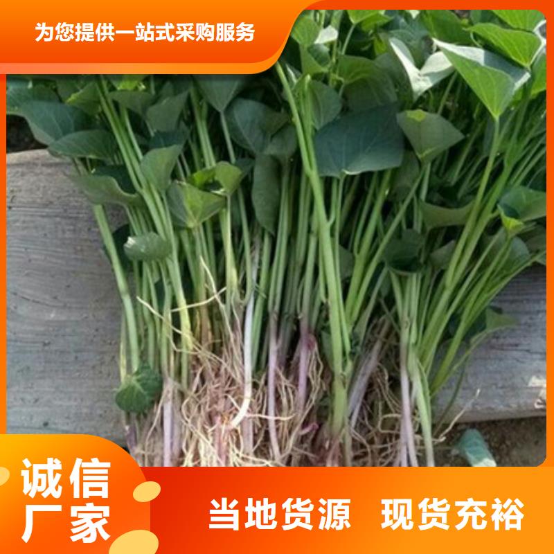 质优价廉的紫薯苗销售厂家
