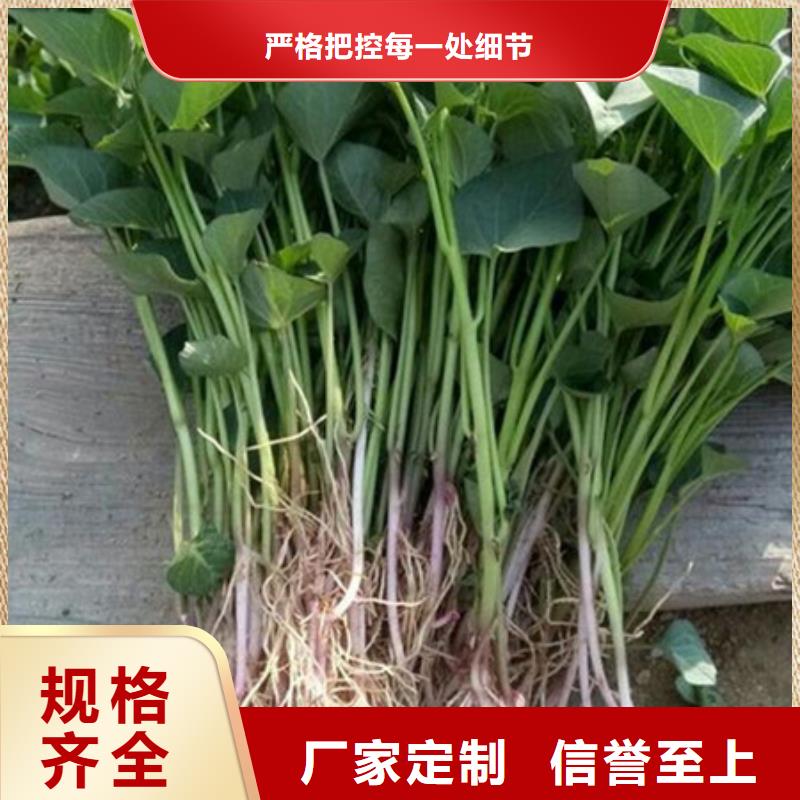 质量优的紫薯苗供应商